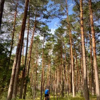 ultramartaon rowetowy las